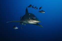 One more Longimanus taken this week in the brothers, Egypt. by Dray Van Beeck 